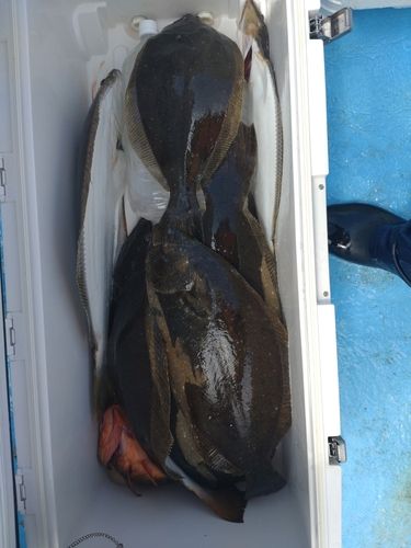 ヒラメの釣果