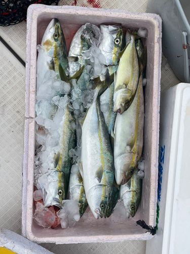 ツバスの釣果