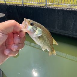 ブラックバス