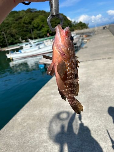 キジハタの釣果