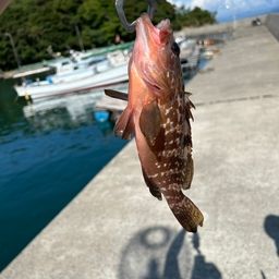 キジハタ