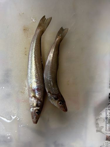 キスの釣果