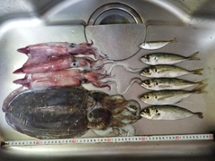 ケンサキイカの釣果
