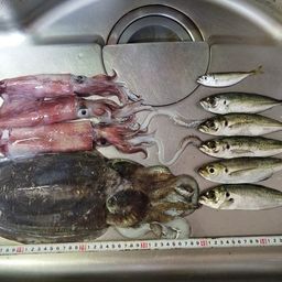 ケンサキイカ