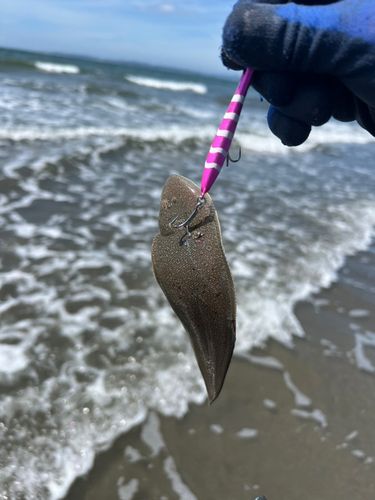 シタビラメの釣果