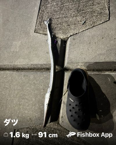 ダツの釣果