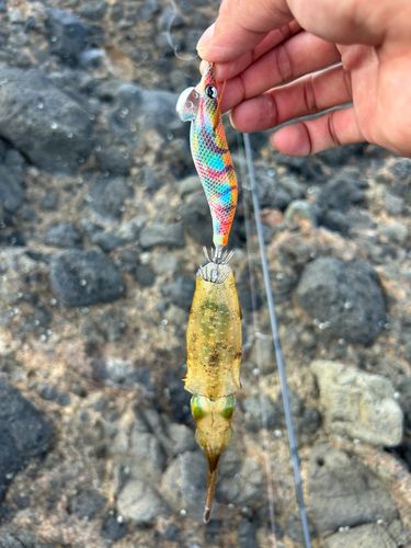 アオリイカの釣果