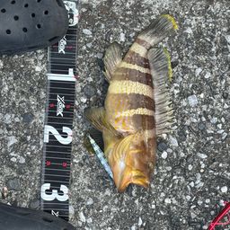 アコウ