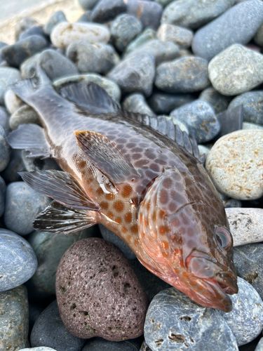 オオモンハタの釣果