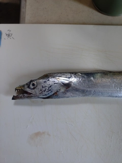 タチウオの釣果