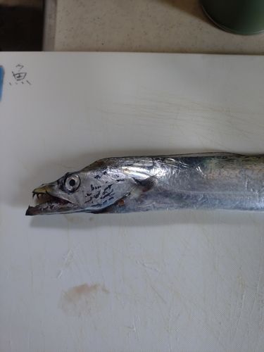 タチウオの釣果
