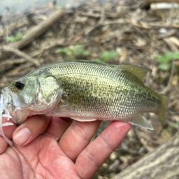 スモールマウスバス