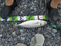 マアジの釣果