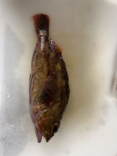 ガシラの釣果