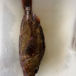 ガシラ