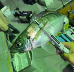 マアジの釣果