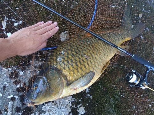 コイの釣果