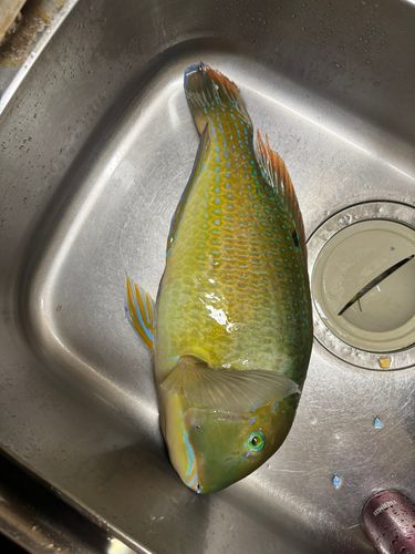 マクブの釣果