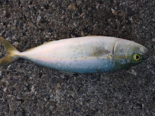 ツバスの釣果