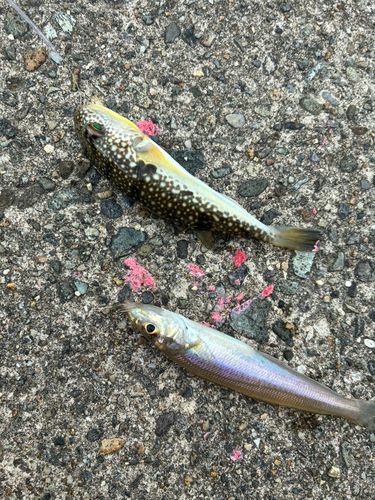 シロギスの釣果