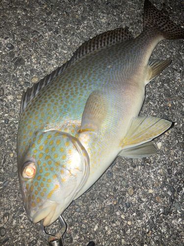 コロダイの釣果