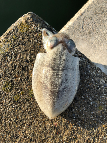 コウイカの釣果