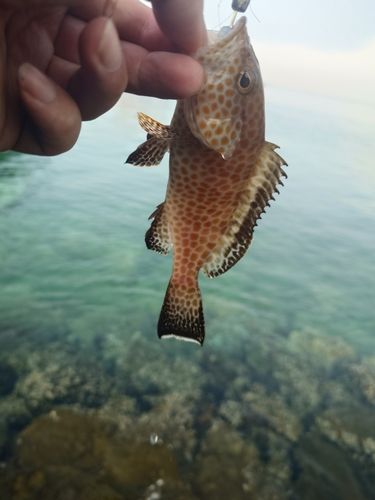 オオモンハタの釣果