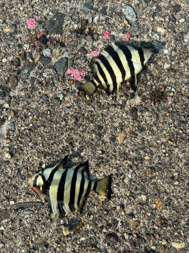 シマダイの釣果