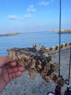 タケノコメバルの釣果