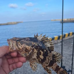 タケノコメバル