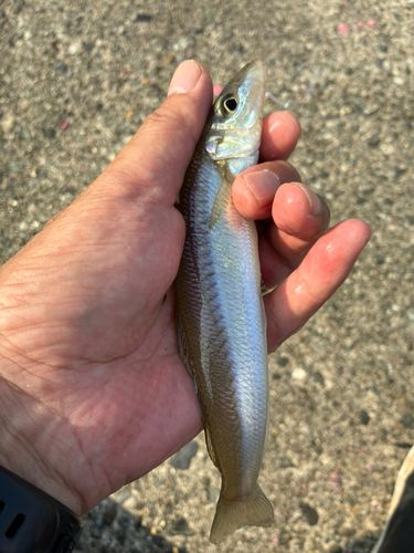シロギスの釣果