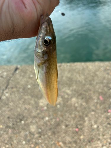 シロギスの釣果