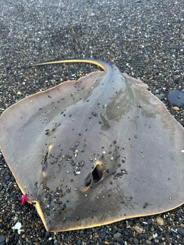 アカエイの釣果