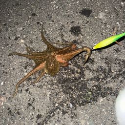 マダコ