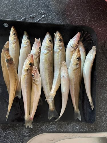 シロギスの釣果