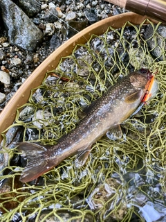 イワナの釣果