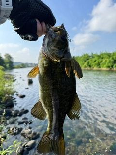 スモールマウスバスの釣果