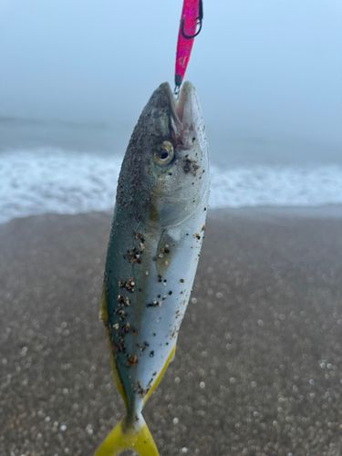 ワカシの釣果