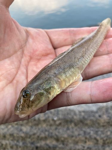 マハゼの釣果