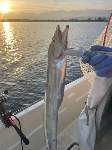 タチウオの釣果