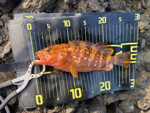 キジハタの釣果