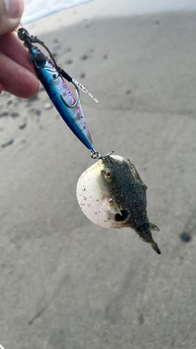フグの釣果