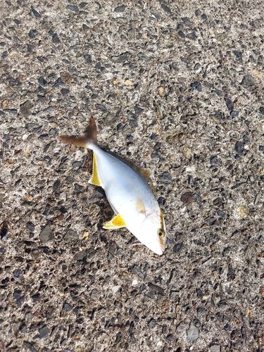 ネリゴの釣果