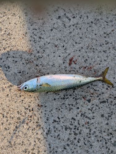 サバの釣果