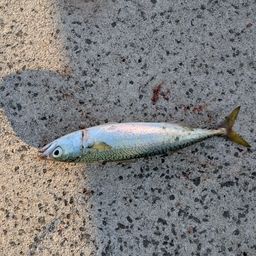 サバ