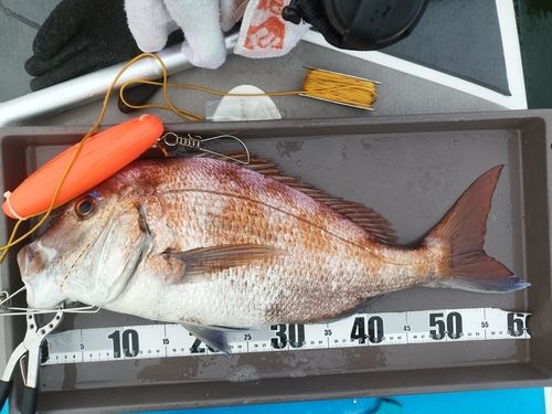 マダイの釣果