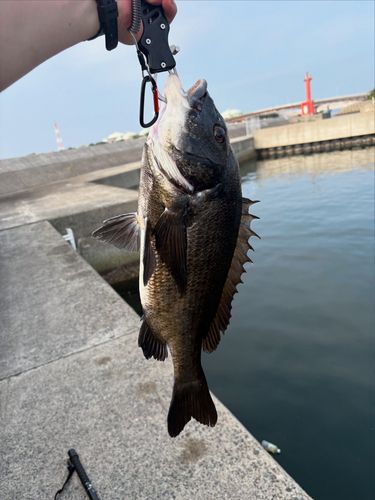 釣果