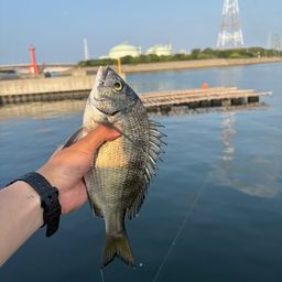 アジ