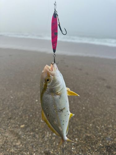 ショゴの釣果