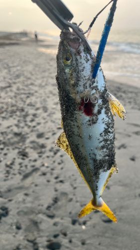 ワカシの釣果